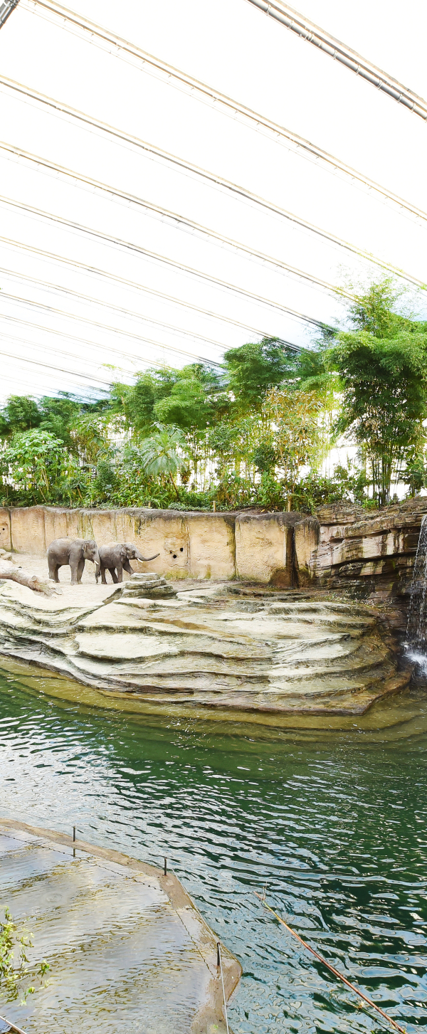 Foto van Wildlands in emmen van een binnenplaats met olifnaten en water