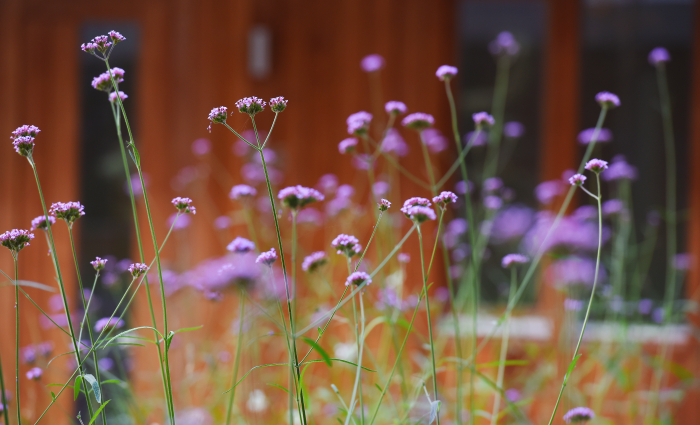 detailfoto van de bloemen op de binnenplaats