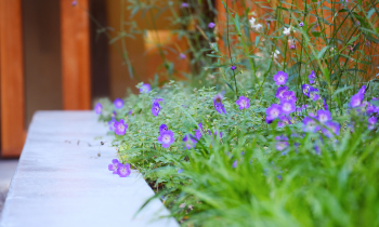 detailfoto van de bloemen op de binnenplaats
