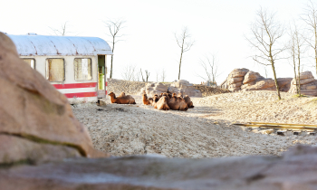 Buitenplaats in Wildlands met een groep kamelen 