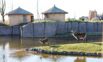 Foto van een buitenplaats met twee antilopen omringt door water en twee hutten op de achtergrond
