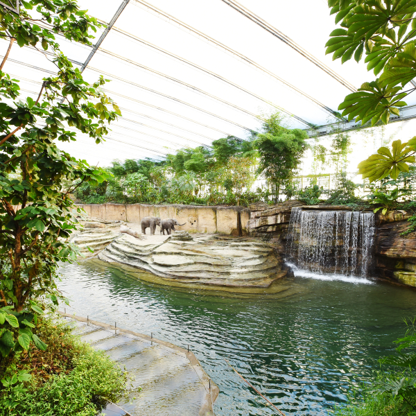 Foto van Wildlands in emmen van een binnenplaats met olifnaten en water 